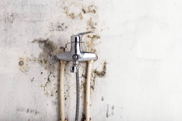Best Fast Mold Removal  in East Pittsburgh, PA