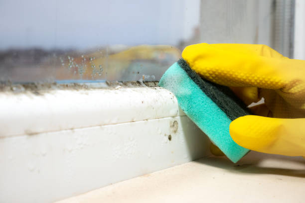 Trusted East Pittsburgh, PA Mold Removal Experts