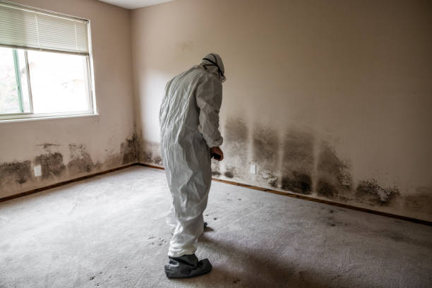 Attic Mold Removal in East Pittsburgh, PA