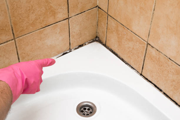 Best Toxic Mold Removal  in East Pittsburgh, PA
