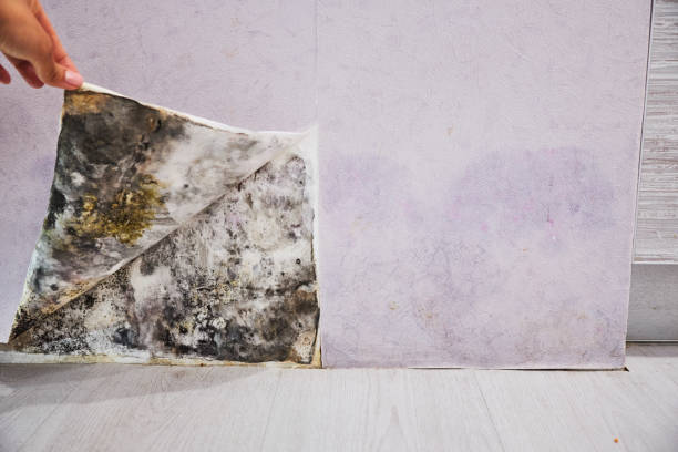 Best Certified Mold Removal  in East Pittsburgh, PA
